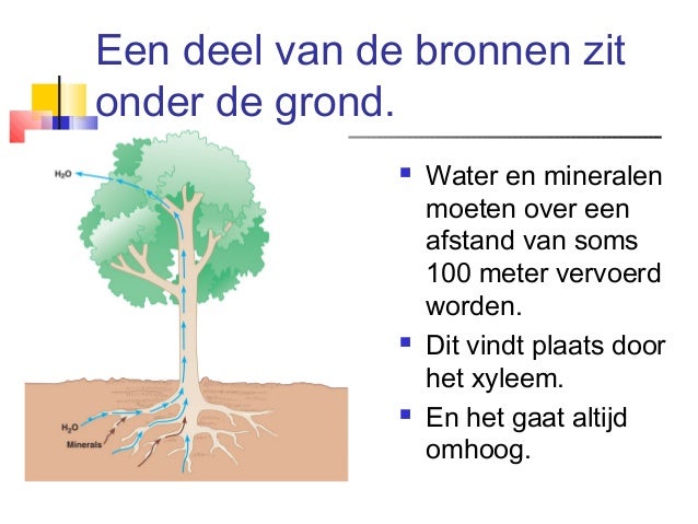 Plantkunde 36a