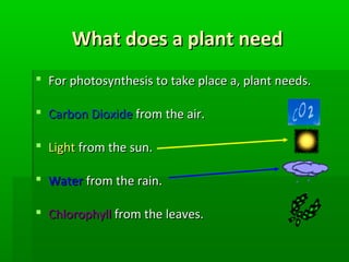 Plant kyle b. | PPT