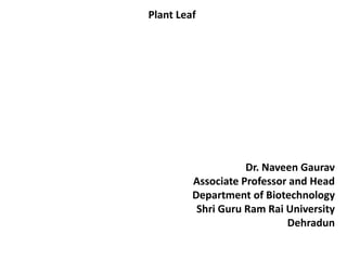 Plant Leaf
Dr. Naveen Gaurav
Associate Professor and Head
Department of Biotechnology
Shri Guru Ram Rai University
Dehradun
 
