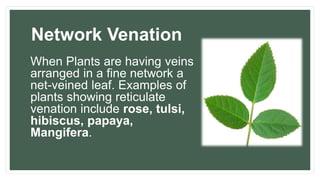 Plant life | PPTX