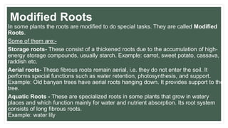 Modified Root System Plant life | PPTX