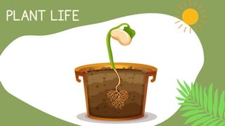 PLANT LIFE
 