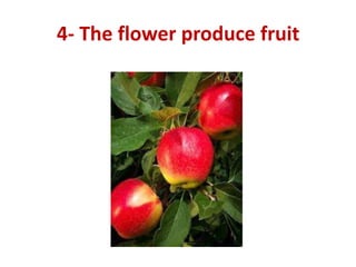 4- The flower produce fruit