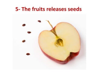 5- The fruits releases seeds