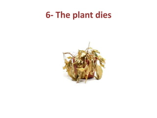 6- The plant dies