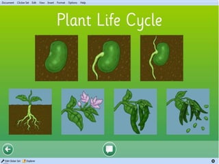 Plant life cycle
 