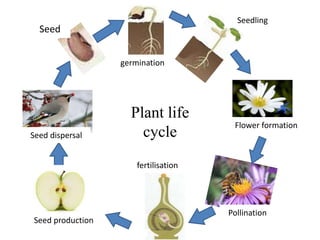 Plant life
cycle
Seed
germination
Seedling
Flower formation
Pollination
fertilisation
Seed production
Seed dispersal
 