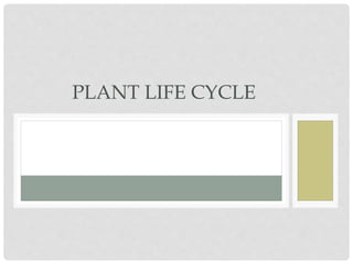 PLANT LIFE CYCLE
 