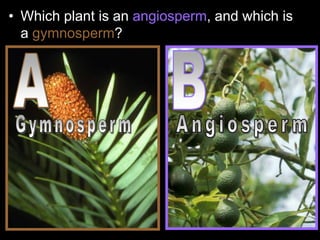 • Which plant is an angiosperm, and which is
a gymnosperm?
 