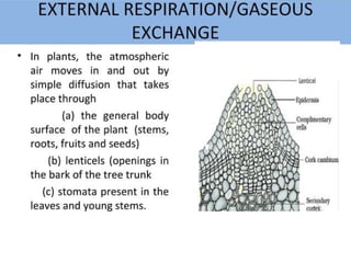Plant Life Processes - Life Processes of Plants