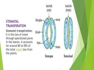 Plant Life Processes - Life Processes of Plants