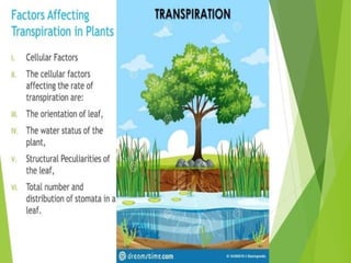 Plant Life Processes - Life Processes of Plants