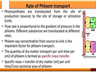 Plant Life Processes - Life Processes of Plants