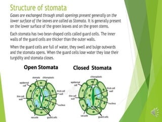 Plant Life Processes - Life Processes of Plants
