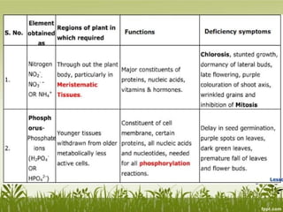 Plant Life Processes - Life Processes of Plants