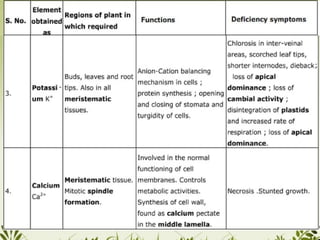 Plant Life Processes - Life Processes of Plants