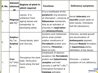 Plant Life Processes - Life Processes of Plants