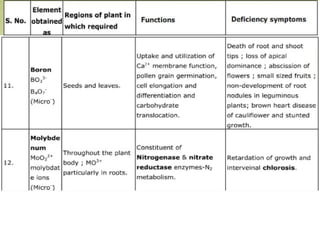 Plant Life Processes - Life Processes of Plants
