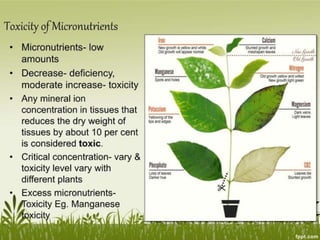 Plant Life Processes - Life Processes of Plants