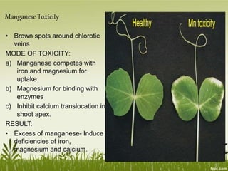 Plant Life Processes - Life Processes of Plants