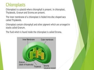 Plant Life Processes - Life Processes of Plants