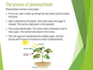 Plant Life Processes - Life Processes of Plants