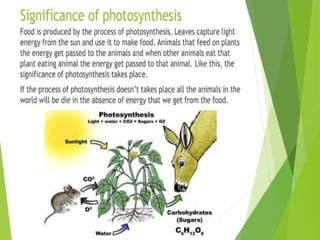 Plant Life Processes - Life Processes of Plants