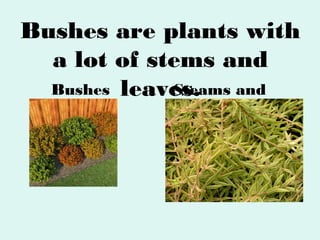 Bushes are plants with
a lot of stems and
Bushes leaves.
Steams and
leaves

 