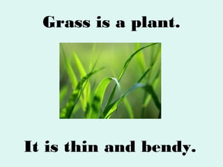 Grass is a plant.

It is thin and bendy.

 