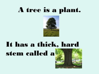 A tree is a plant.

It has a thick, hard
stem called a trunk.

 
