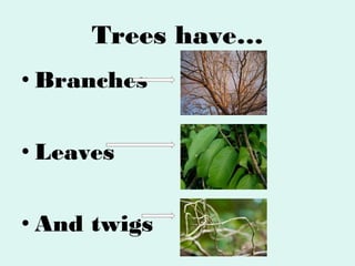 Trees have…
• Branches
• Leaves
• And twigs

 