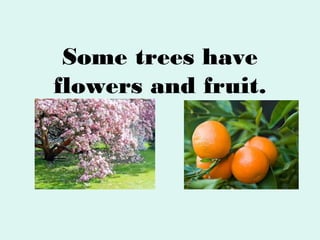 Some trees have
flowers and fruit.

 