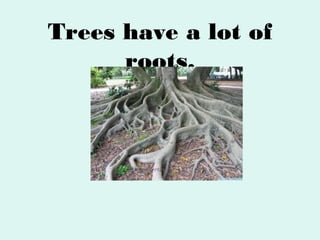 Trees have a lot of
roots.

 