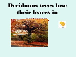 Deciduous trees lose
their leaves in
autumn.

 