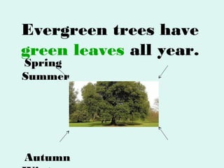 Evergreen trees have
green leaves all year.
Spring
Summer

Autumn

 
