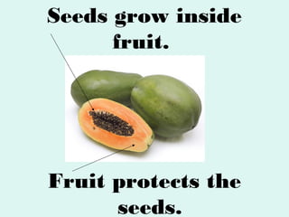 Seeds grow inside
fruit.

Fruit protects the
seeds.

 