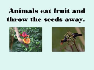 Animals eat fruit and
throw the seeds away.

 