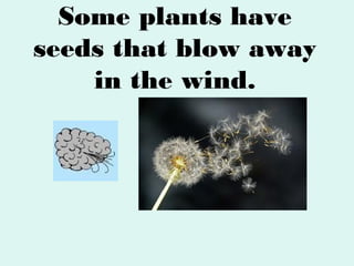 Some plants have
seeds that blow away
in the wind.

 
