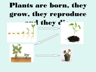 Plants are born, they
grow, they reproduce
and they die.

 
