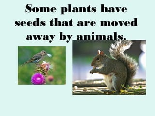 Some plants have
seeds that are moved
away by animals.

 