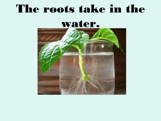 The roots take in the
water.

 