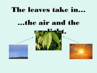The leaves take in…
…the air and the
sunlight.

 