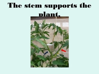 The stem supports the
plant.

 
