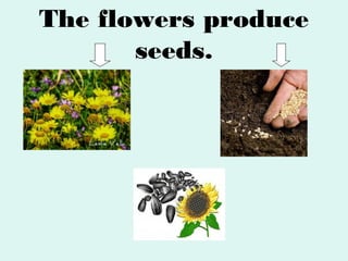 The flowers produce
seeds.

 