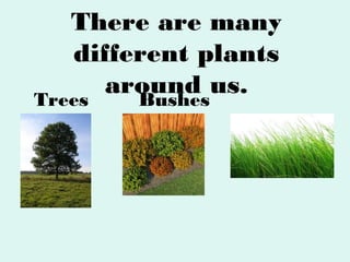 There are many
different plants
around us.
Trees
Bushes
Grass

 