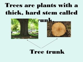 Trees are plants with a
thick, hard stem called
a trunk.

Tree trunk

 