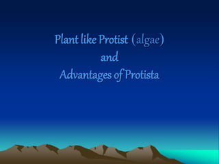 Plant like Protist (algae)
and
Advantages of Protista
 