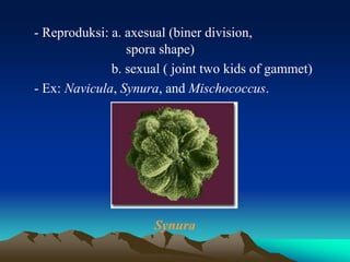 - Reproduksi: a. axesual (biner division,
spora shape)
b. sexual ( joint two kids of gammet)
- Ex: Navicula, Synura, and Mischococcus.
Synura
 