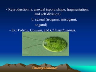 - Reproduction: a. asexual (spora shape, fragmentation,
and self division)
b. sexual (isogami, anisogami,
oogami)
- Ex: Volvox, Gonium, and Chlamydomonas.
Chlamydomonas
 