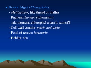 ● Brown Algae (Phaeophyta)
- Multiseluler, like thread or thallus
- Pigment: karoten (fukosantin)
add pigment: chlorophyl a dan b, xantofil
- Cell wall contain pektin and algin
- Food of reseve: laminarin
- Habitat: sea
 